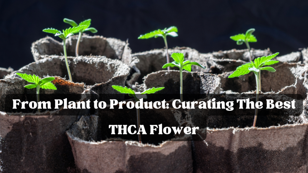 From Plant to Product: Curating The Best THCA Flower with growing marijuana plants in the background